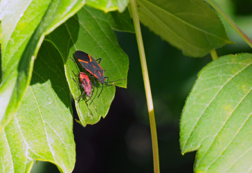 2 Boxelder bugs on a leaf
