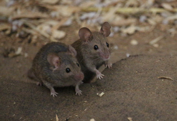 Two mice next to each other