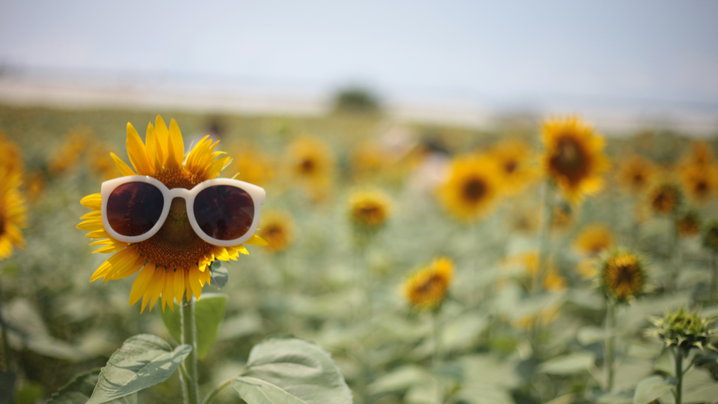 Sunflower with glasses on