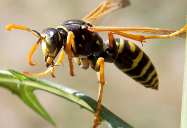 Yellow and black wasp standing on a green leaf
