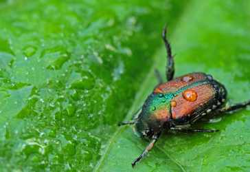 Shiny green and brown Japanese Beetle on a green wet leaf
