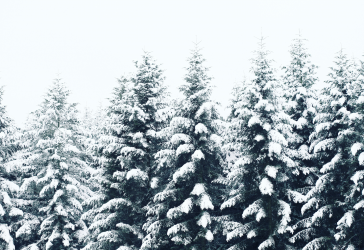 7 trees in a row covered in white snow