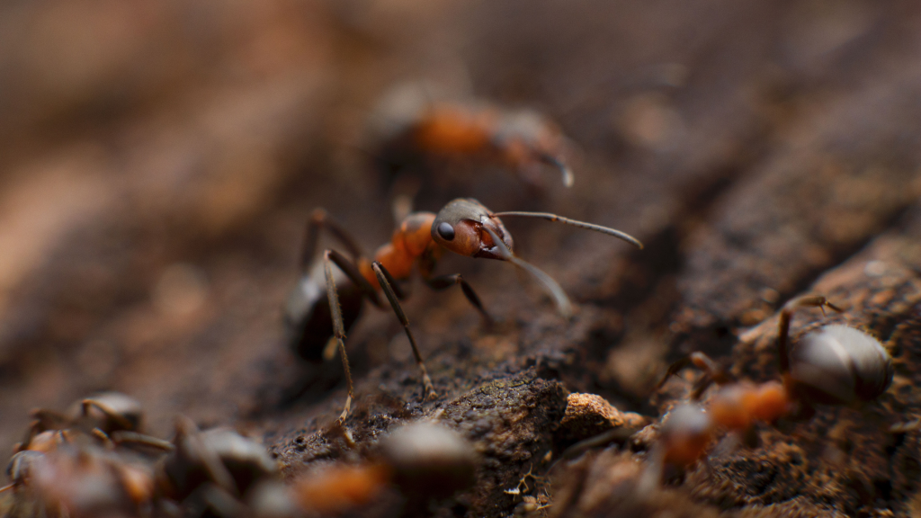 Black and red ant on brown dirt