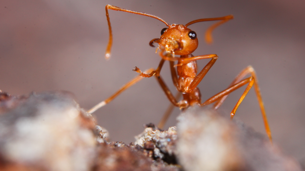 Red fire ant on a brown stick