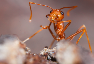 Red fire ant on a brown stick